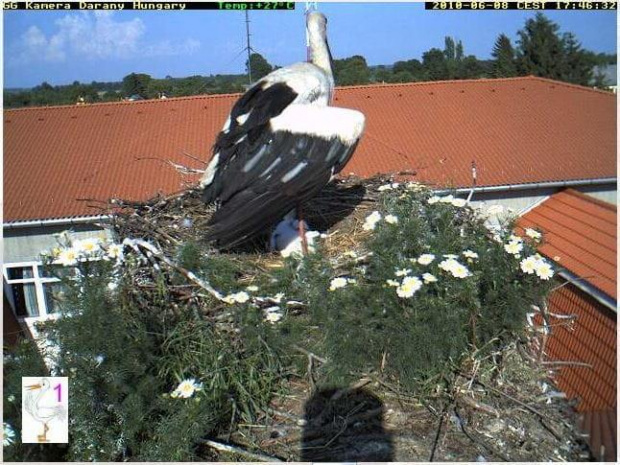 Słońce, parasol, margaretki... bardzo miło jest #Gniazda