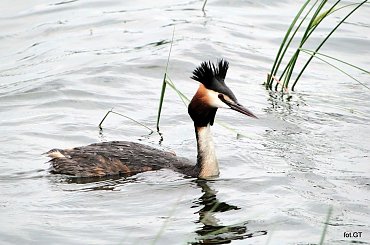 Spotkałem dzisiaj nad jeziorem .W pobliżu było gniazdo /jeszcze z jajami/ dlatego pozwolił na niezłe fotki. #perkoz