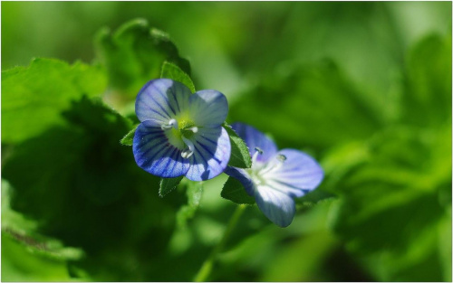 Niebieskie kwiatuszki... #NiebieskieKwiatuszki #makro