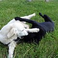 #ZwierzętaPiesGoldenRetriever