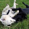 #ZwierzętaPiesGoldenRetriever