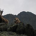 On się wstydzi #Góry #Tatry #JagnięcySzczyt