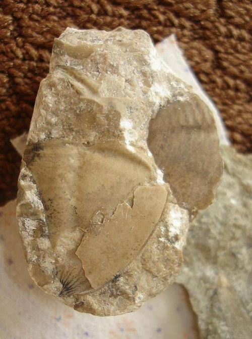 Pygidia trylobitów ; chyba Asaphus sp. Długość – 2,7 cm (okaz z lewej ) ; 2,2 cm ( okaz z prawej ) . Wiek : dolny ordowik – środkowy ordowik . Data znalezienia : 2006 . Okazy nr 90 i 90a znajdują się na tej samej skale .