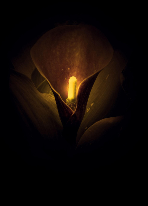 #calla #świecące #kwiaty