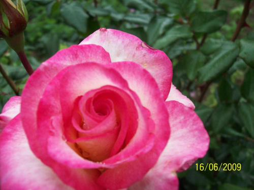 Róża Handel.