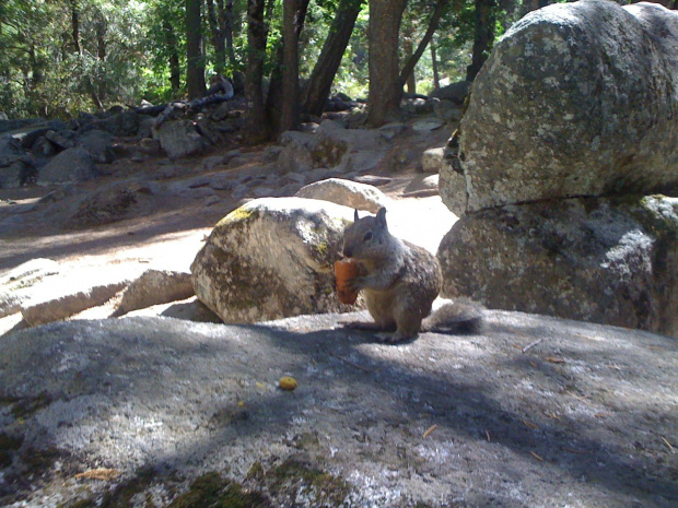 Park Yosemite