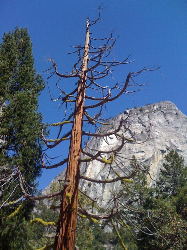 Park Yosemite