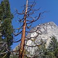 Park Yosemite