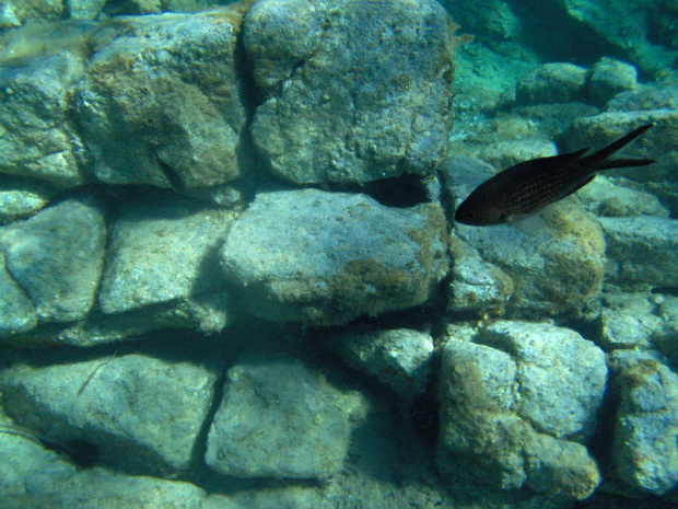 Plaża Lu Litarroni - podwodny świat #Sardynia