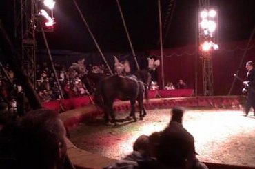 Cyrk Arlekin-sezon objazdowy 2007. Zapraszamy na www.portalcyrkowy.ubf.pl #cyrk #arlerkin #kmc #rozrywka #radom #portalcyrkowy #portal #cyrkowy #klaun #clown