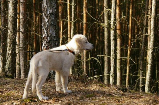Shaggy w lesie