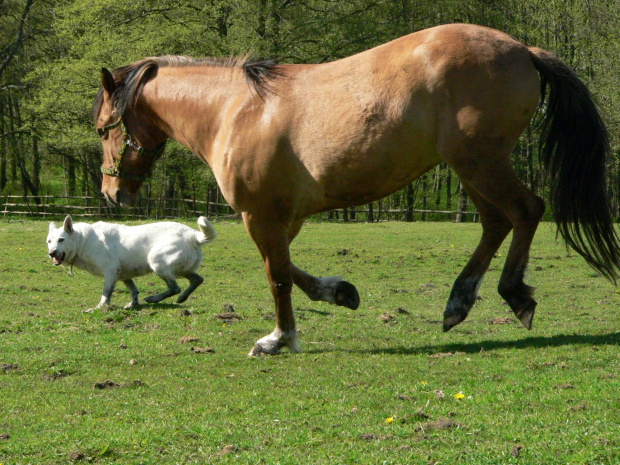 Star of Tiger BERTA (KAMA) #BiałyOwczarekSzwajcarski