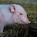 :)) #prosiak #świnka #zwierzeta #wrocław #zoo