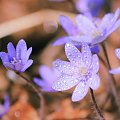 przylaszczek czar #flora #kwiat #makro #natura #przylaszczka #przyroda #wiosna