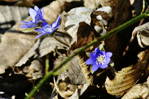 #kwiatki #niebieskie #przylaszczki #wiosna