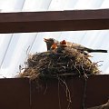Gniazdo nad wejściem do mojego domu #pisklęta #gniazdo #ptaki #zwierzęta