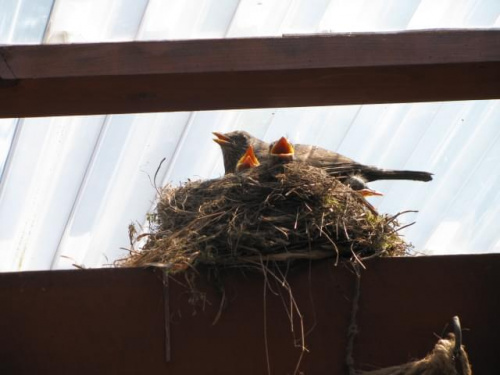 Gniazdo nad wejściem do mojego domu #pisklęta #gniazdo #ptaki #zwierzęta