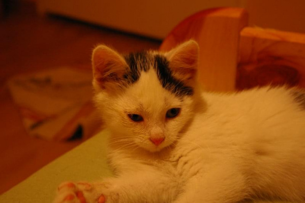Gizmo
