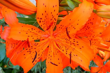 kwiat #kwiat #natura #róża #wyostrzone #sharpen #dokładność #piękno #cud #sad #zakwit #drzewko #wioska #czerwien