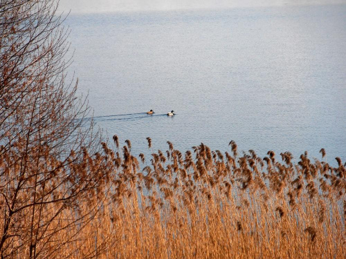 Kaczki #fala #jezioro #kaczki #trzcina