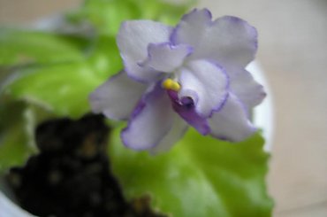fiołek afrykański - "jola" #FiołekAfrykański #FiołkiAfrykańskie #kwiatki #kwiaty #saintpaulia