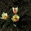 tulipany #KwiatyWiosenne