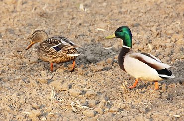 parka... :) #fauna #kaczka #krzyżówka #ptak