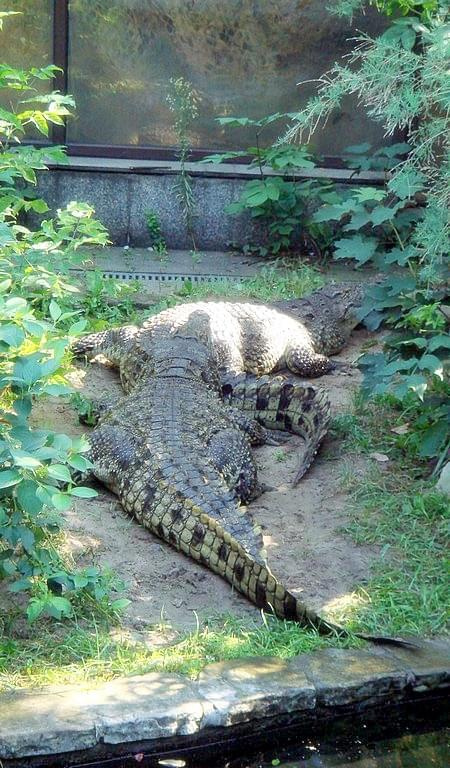 Krokodyle nilowe