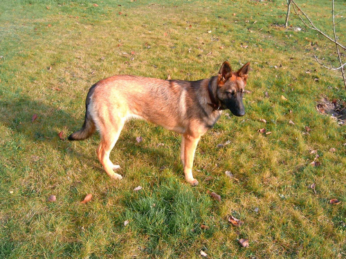 Owczarek niemiecki (Melcia) urosła już dużo od czerwca prawda. #pies #melcia #mela #owczarek #dog #niemiecki #OwczarekNiemiecki #zmiany #jesien #piesek #zabawa #suka #suczka #piesio #zęby #język #uszy #łapy