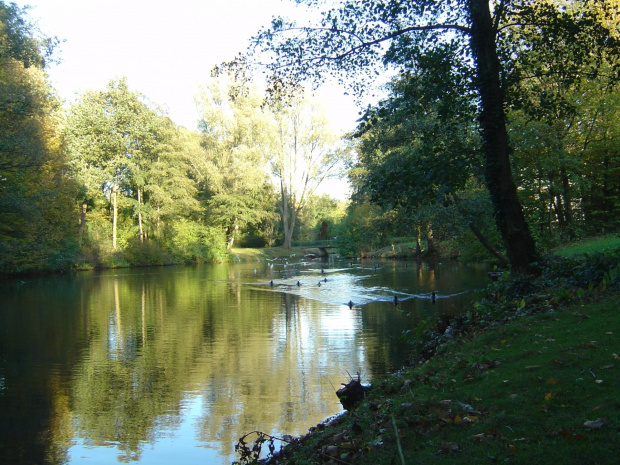 kolo mojego domu 10 m ,przechodze codziennie i podziwiam kaczuszki