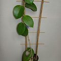Hoya parasitica