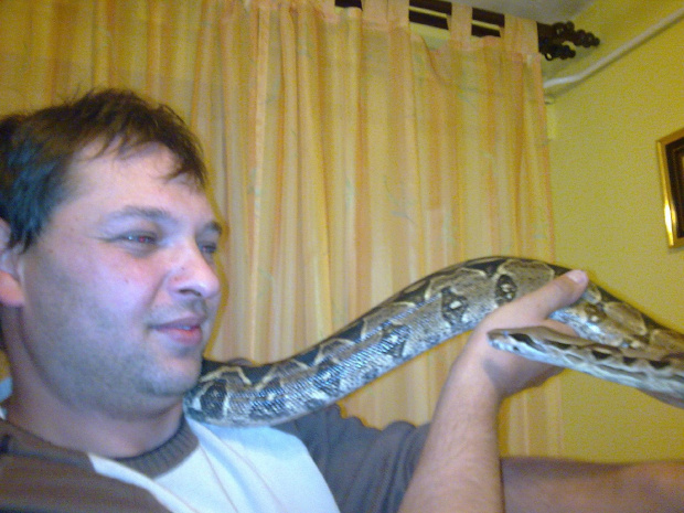 waz boa boas constrictor