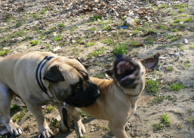 Szejk ciągnie Charona a Charon się z tego cieszy - uśmiech boerboela:)