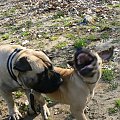 Szejk ciągnie Charona a Charon się z tego cieszy - uśmiech boerboela:)