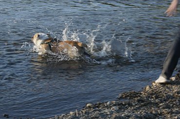 prezes #prezes #buldog