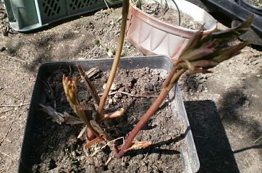 peonia biała #rośliny