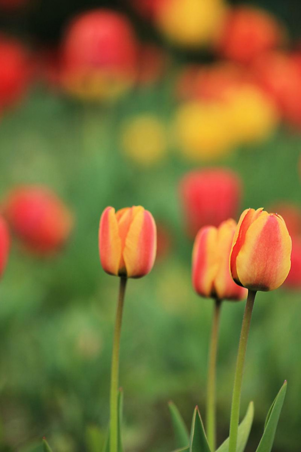 tulipany... #tulipan #kwiat #makro