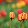tulipany... #tulipan #kwiat #makro