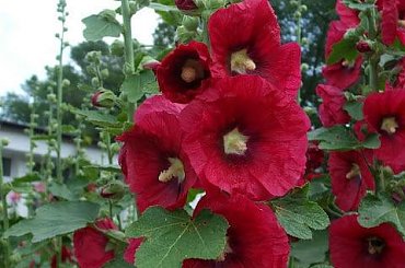 malwy #kwiaty #malwy