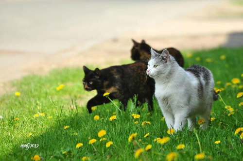 Banda trojga - kocurek Maksio i jego "stado": Malinka i Marmurka. #koty #zwierzęta #wiosna