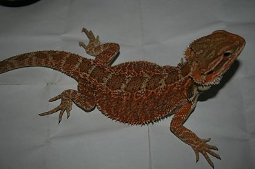 #zwierzaki #zwierzeta