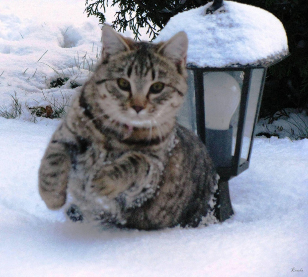 Bieg w śniegu #koty #pupile #zima