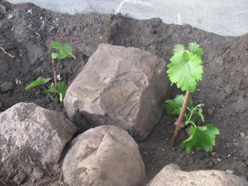 Sadzonki wsadzone w ziemię lekko wzbogaconą ziemią kwiatową a 20 cm poniżej korzonków dałem kompost i obornik dobrze zmieszany z ziemią.