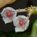 Hoya anulata