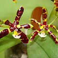 Phalaenopsis mannii 'black' & mannii 'mahoganii'