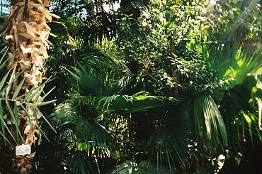 #KRAKÓW #OGRÓDBOTANICZNY #PALMIARNIA