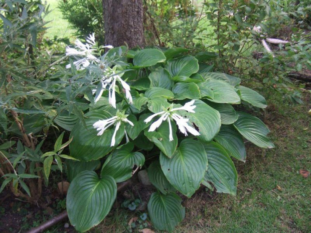 Hosta Plantaginea