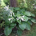 Hosta Plantaginea