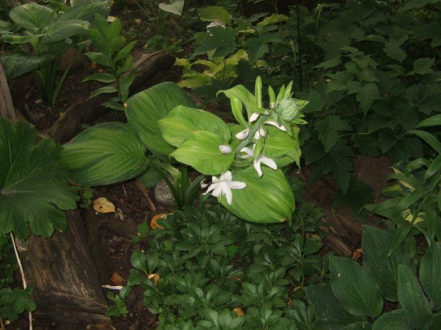 Hosta Guacamole