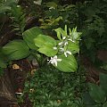 Hosta Guacamole